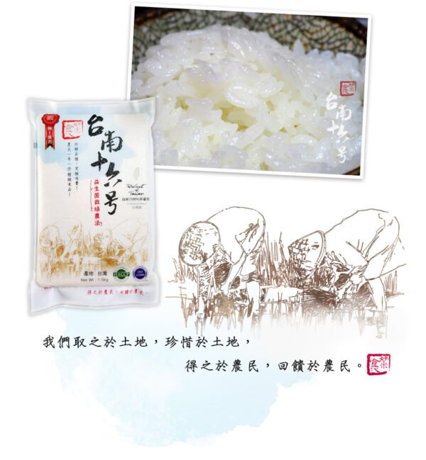 【台南16號米】越光米  台灣越光米 益生菌耕種 一等米 月光米好米食代-台南16號米 1.5kg：圖片 3