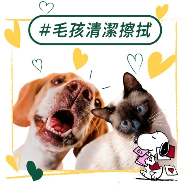 台灣製造 純水濕巾 箱購/12入 奈森克林濕紙巾 芊柔濕紙巾 濕紙巾 台製濕紙巾 濕巾 純水濕紙巾：圖片 4