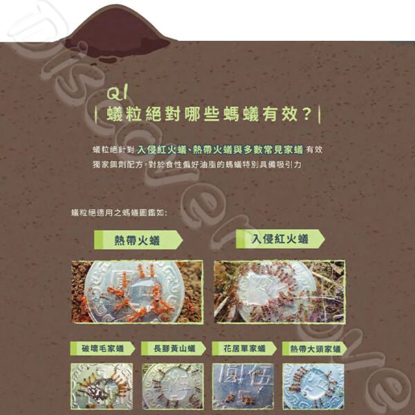 【德國 巴斯夫】蟻粒絕 170g 紅火蟻 一般螞蟻 滅蟻 螞蟻藥 除蟻 螞蟻 螞蟻剋星：圖片 7